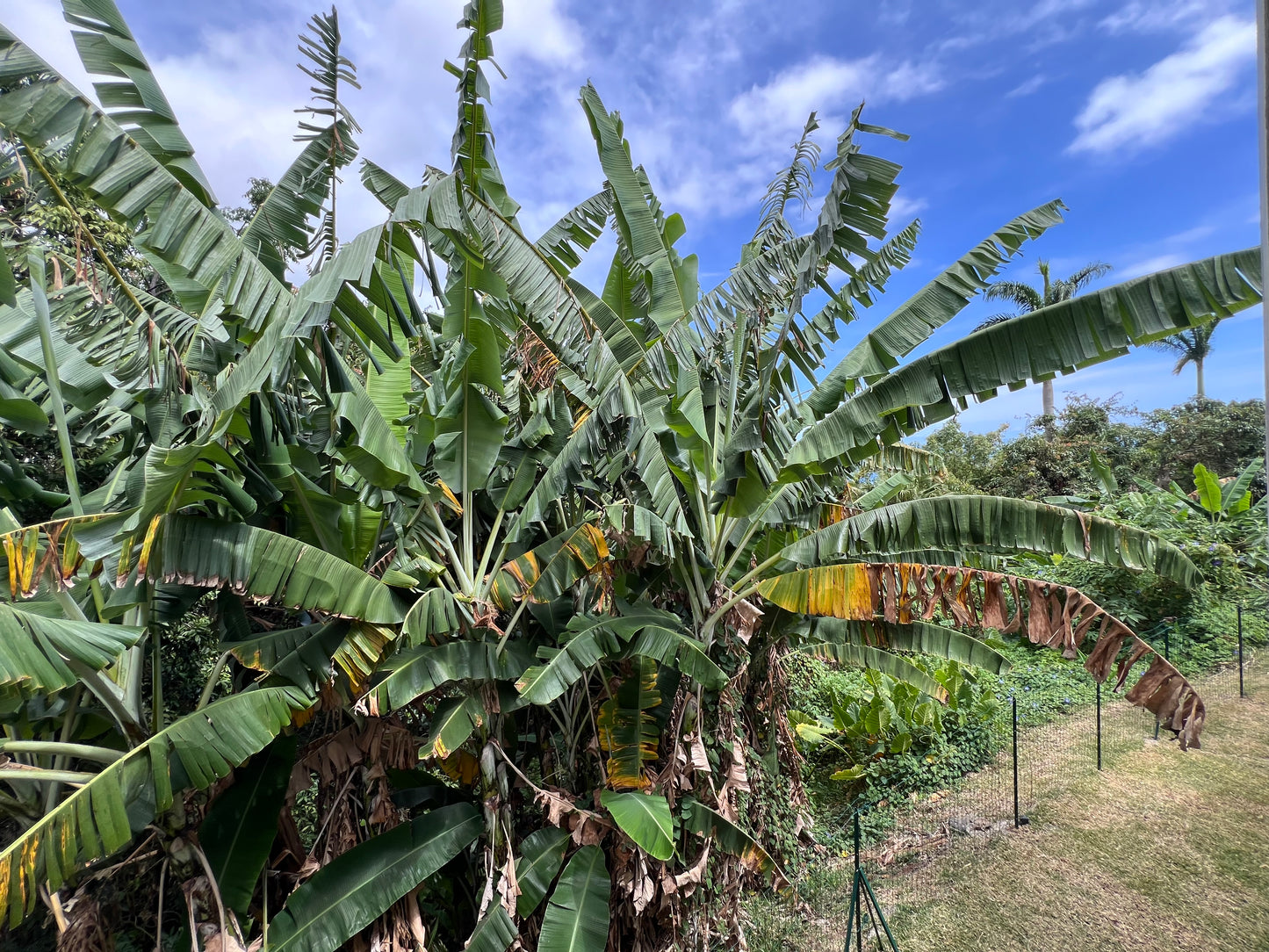 SAINT DENIS / CHARMANT APPARTEMENT DUPLEX À BELLEPIERRE